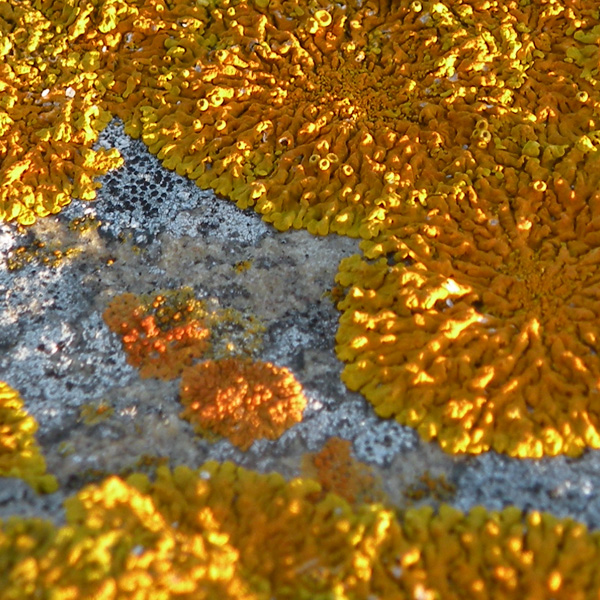 Lichen Trail in Sud Africa